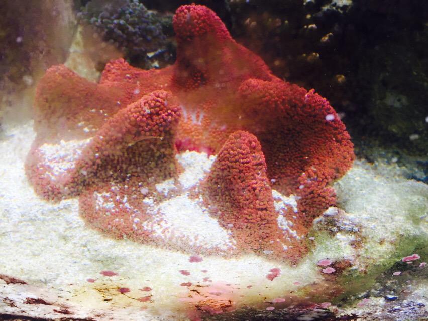 CBtMyKvUEAAtEu2.jpg:large