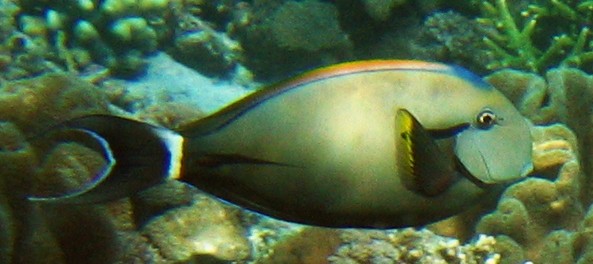 Eye-stripeAkaBlackstreakSurgeonfish1_CM.jpg
