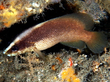freckledsoapfish1.jpg