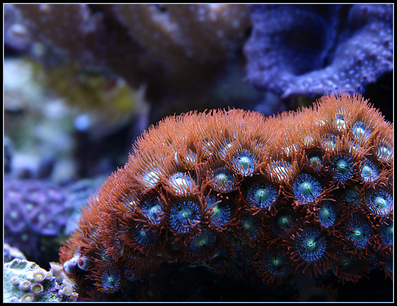 720_zoanthids.jpg