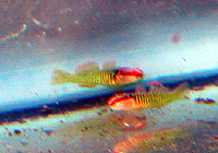 DSCN7531_2gobies.jpg