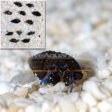 p-91085-dwarf-blue-leg-pack.jpg