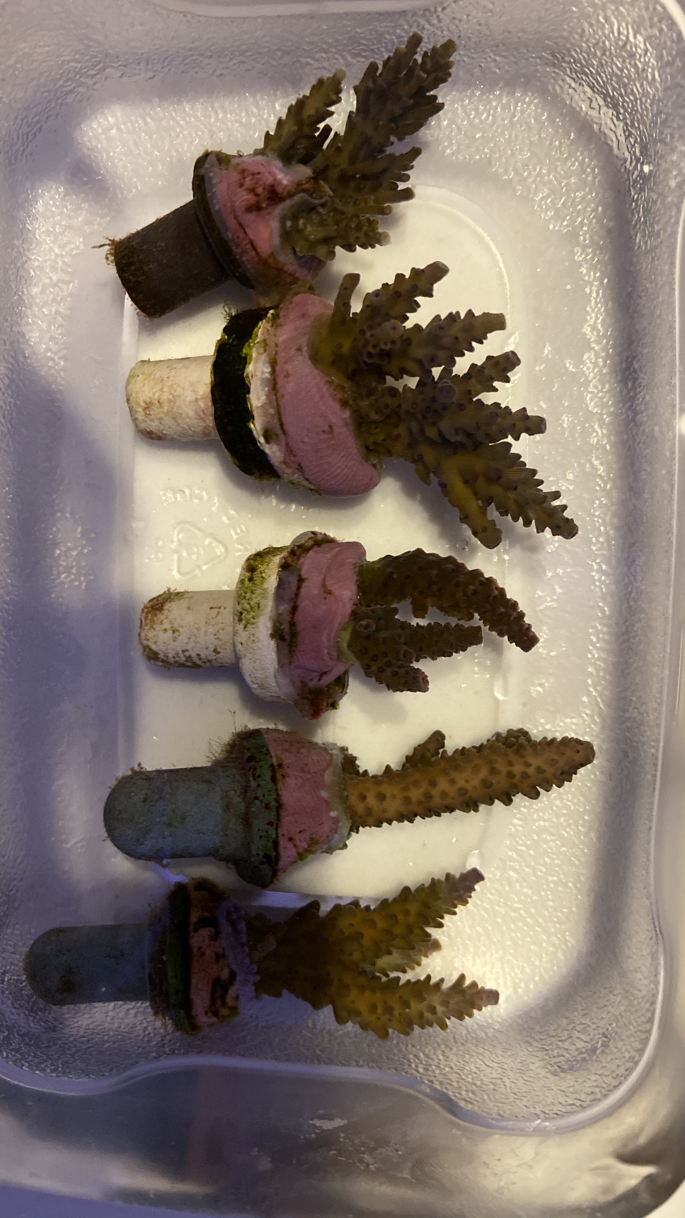 af9c83b5ce6bbab9e5cf96bf0d530f22.plist