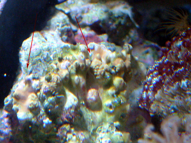 scroll_coral_growth.jpg