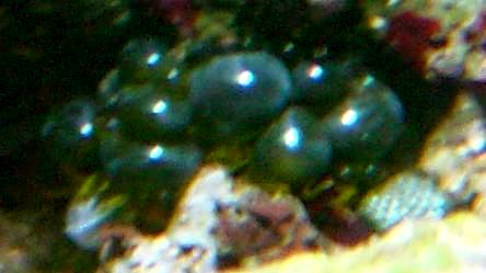 1526-bubble-algae.jpg