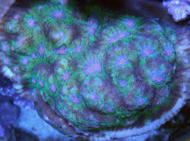 limited_kaleidoscopeeyes.jpg