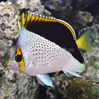 th-0929151-241.jpg