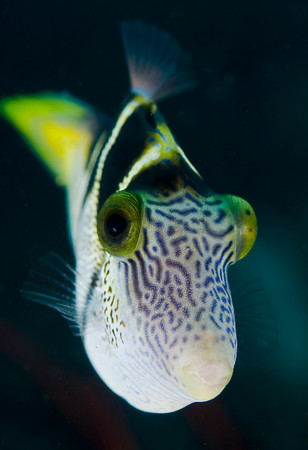mimic_filefish.jpg