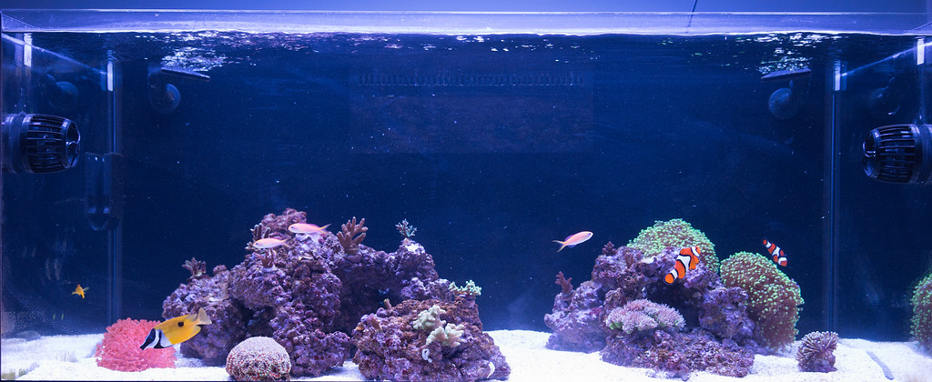 20160425-Aquarium-005-XL.jpg