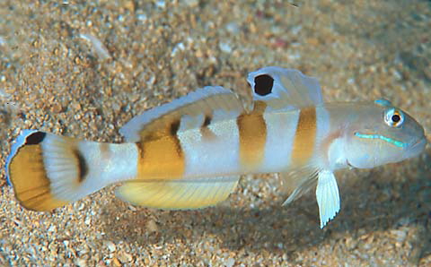 a_Tiger_goby1.jpg