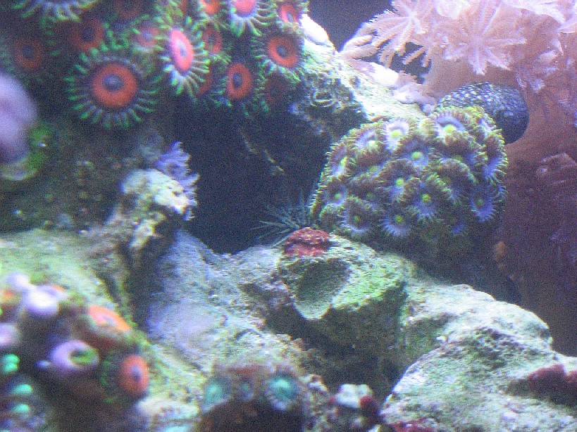Urchin2.jpg