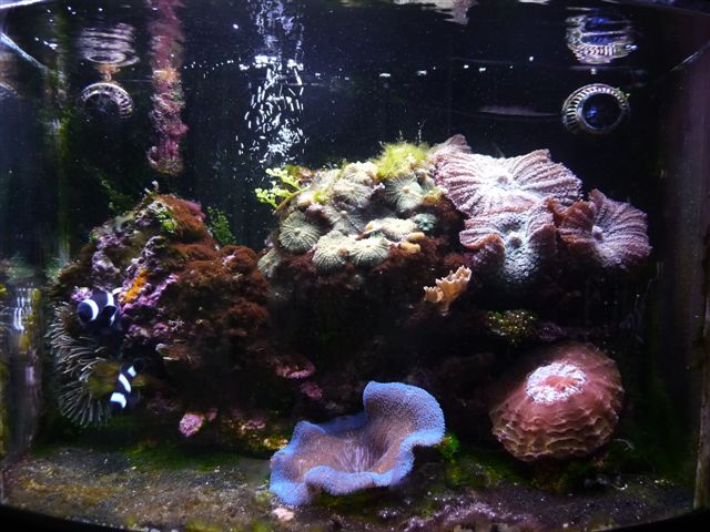 Black%20clowns%202%20eggs%206-12-09.JPG