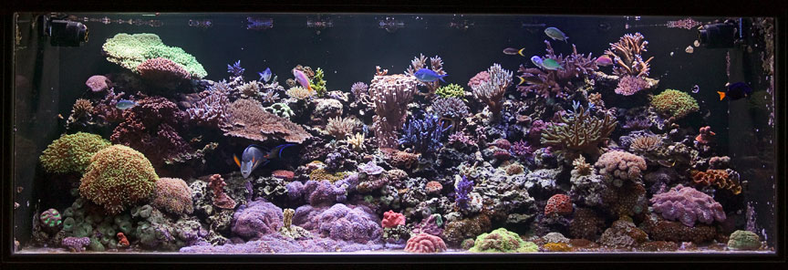 December-'05-Reeftank.jpg