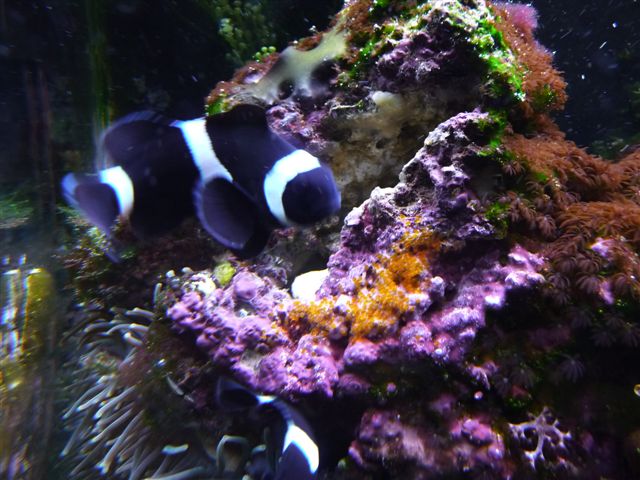 Black%20clowns%201%20eggs%206-12-09.JPG