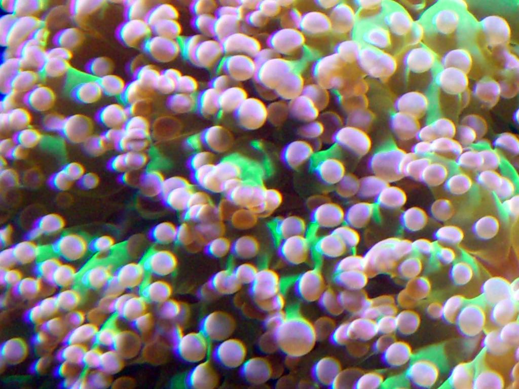 166153frogspawn02.jpg