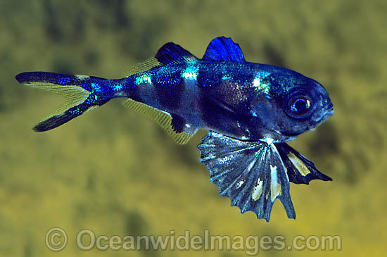 man-of-war-fish-40M1088-03.jpg