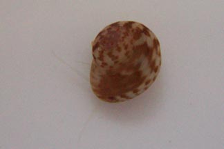 121301mysterysnail2-vi.jpg