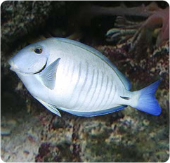 acanthurus_chirurgus.jpg