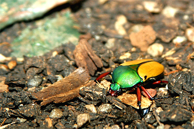 beetle.jpg