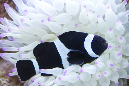 Black-and-White-Ocellaris-Clownfish-SEYOth.jpg