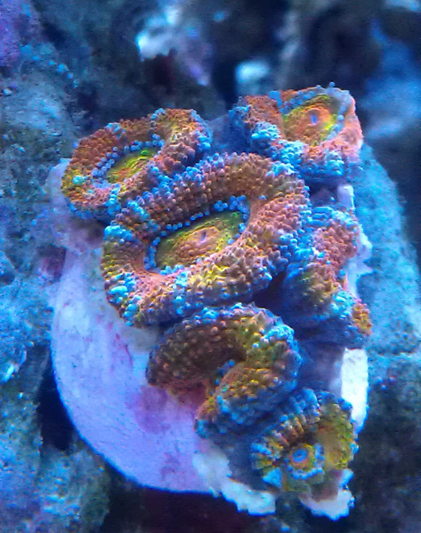 IMAG0601-XL.jpg