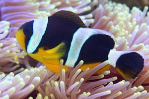 Amphiprion%20chrysogaster.jpg