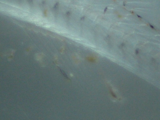 AL_1050_9.jpg
