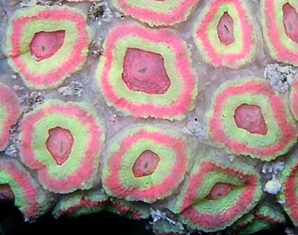 limited_pinklemonade_colony.jpg