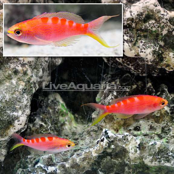 redsaddledanthias.jpg