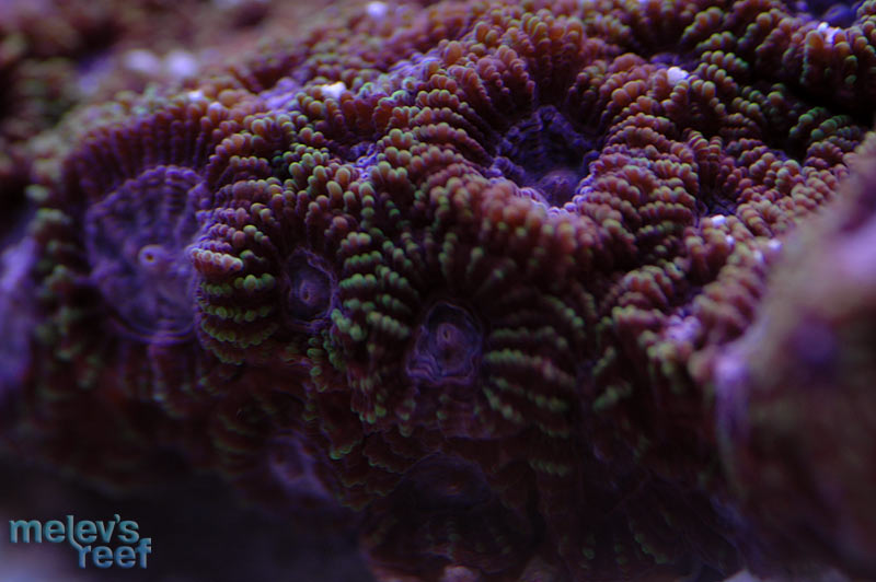 purple_favia_oo_1123.jpg