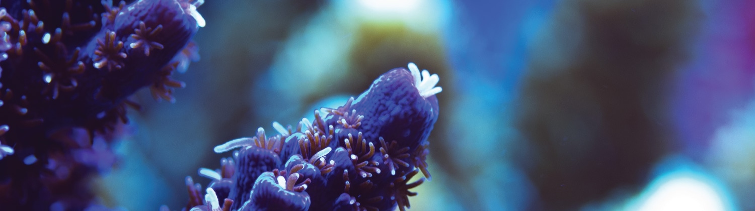 ecotechmarine.com