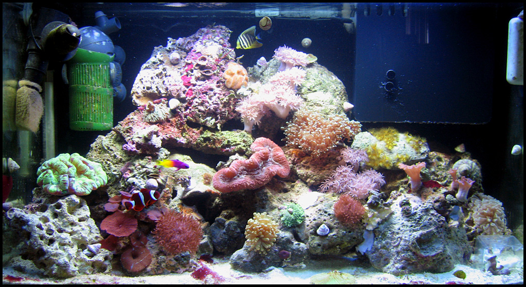 tank-07-28-06.jpg