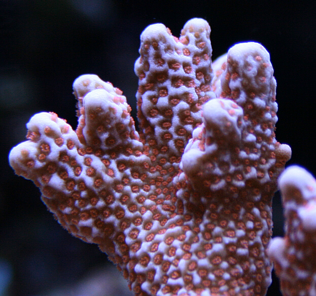 Wierd digitata macro 09122009.JPG