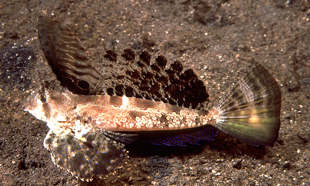 Dactylopus.jpg