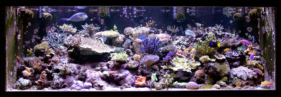 May-07-Reeftank.jpg