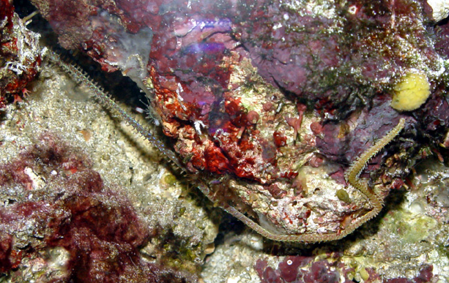 DSC04477Bristleworm-vi.jpg