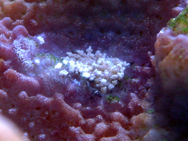 monti_nudis.jpg