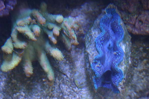 1014Croecea_Clam_2.jpg