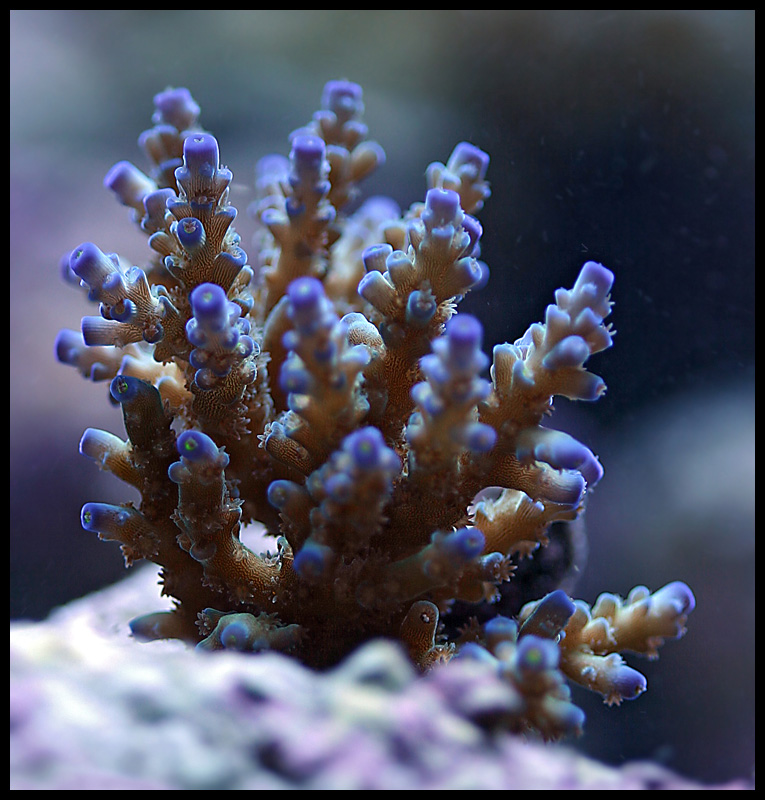 465_acro.jpg