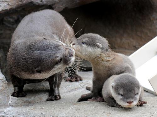 Baby%20Otters%20and%20mama.jpg