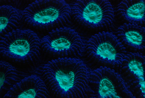 2509856629_f208a0b6b3.jpg