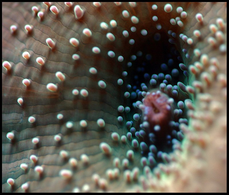 631_shroom.jpg