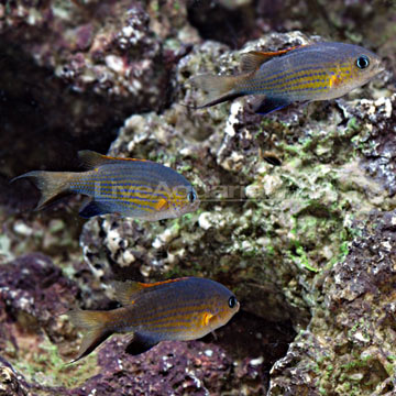 p-89536-chromis.jpg