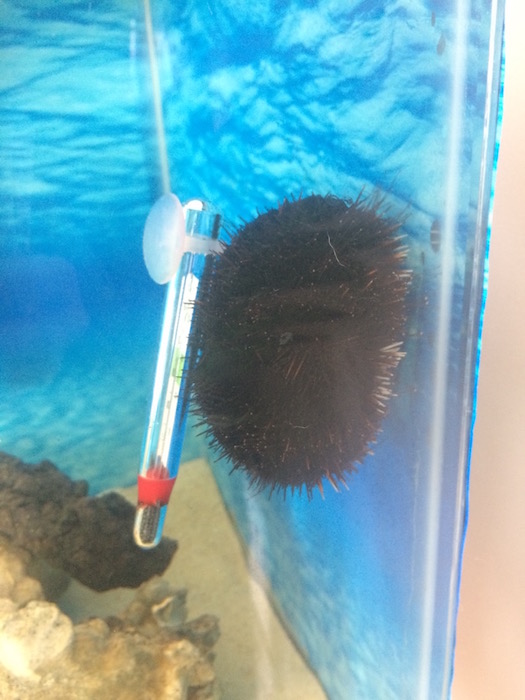 urchin.JPG