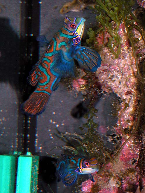 DSCN6265_pair2.jpg