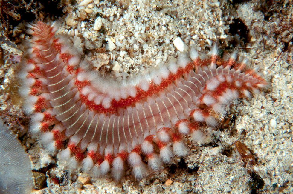 Bristle_worm.jpg