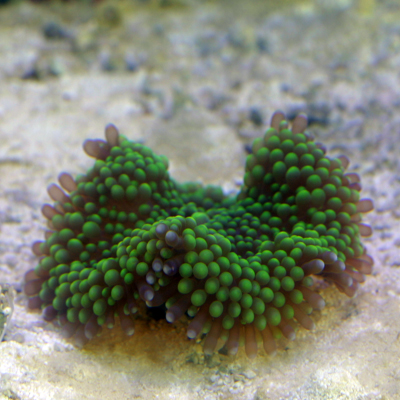 greeny.jpg