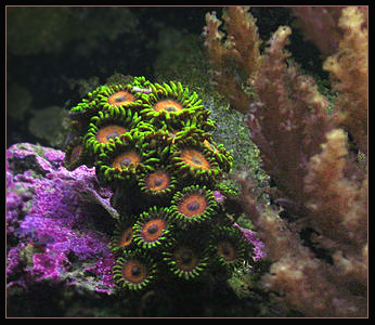 reeferNOOB.jpg