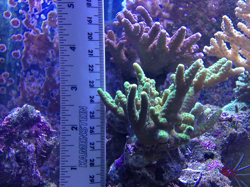 Reef_080713_016.jpg