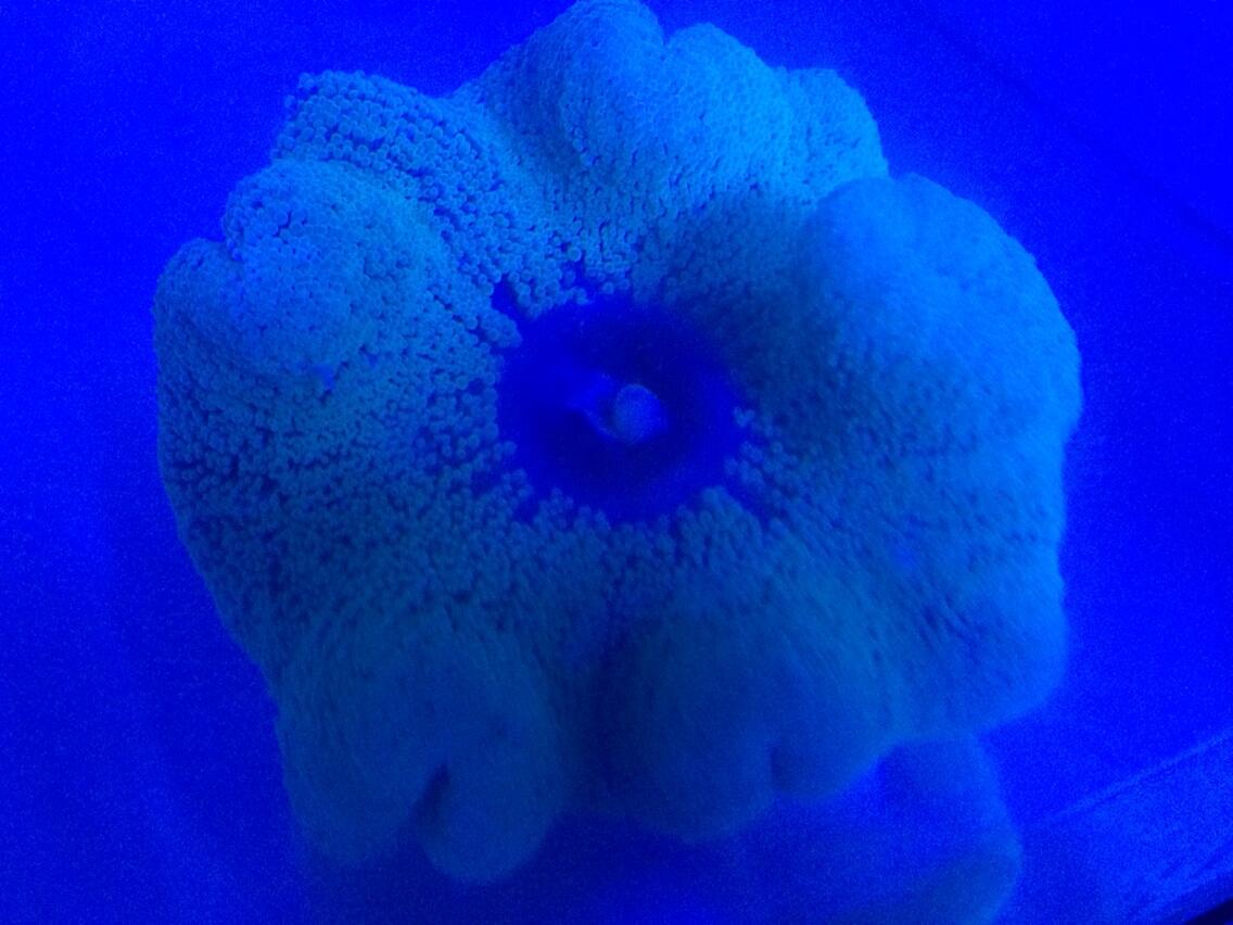 BpP-t01CYAADTbG.jpg:large